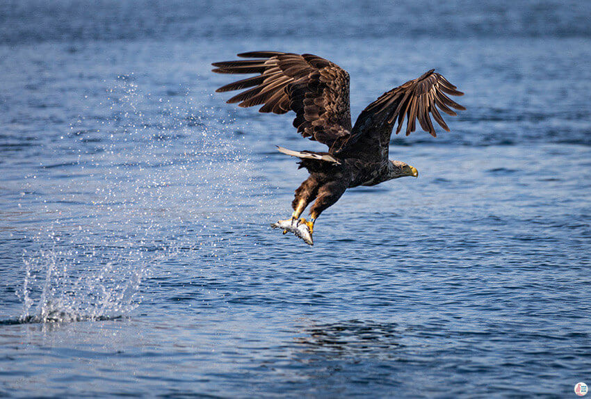 Sea eagle with fish in Raftsundet, Svolvær, Lofoten, Northern Norway