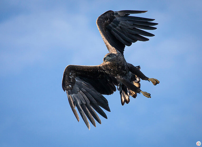 White-tailed eagle in Raftsundet, Svolvær, Lofoten, Northern Norway