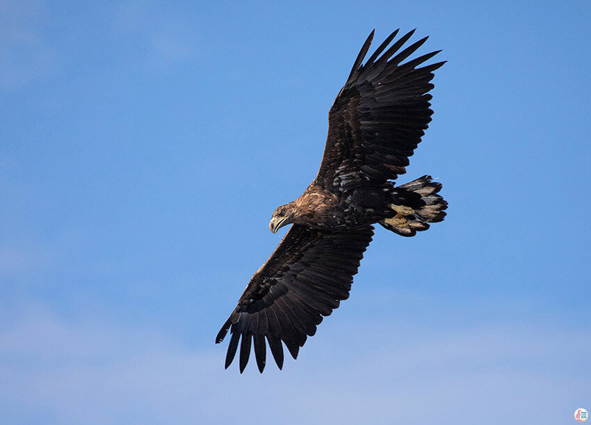 Sea eagle in Trollfjord, Lofoten, Northern Norway