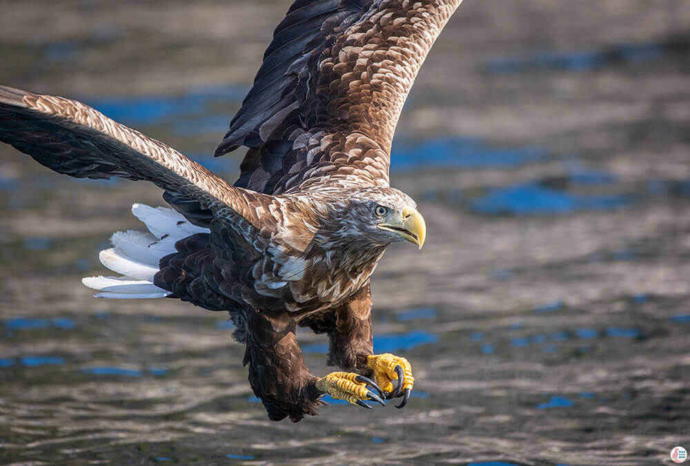 Sea eagle safari photography trip from Svolvær, Lofoten, Norway