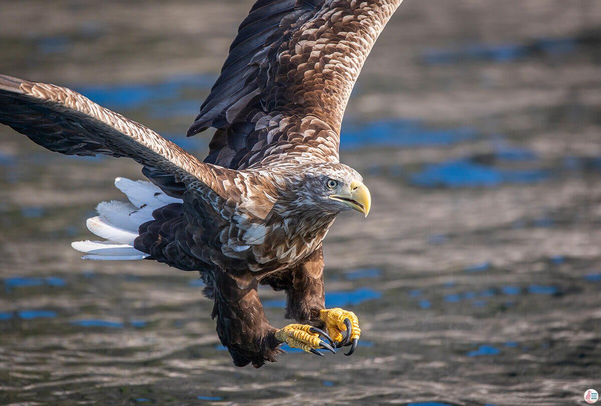 Sea eagle safari to Trollfjord from Svolvær, Lofoten, Northern Norway