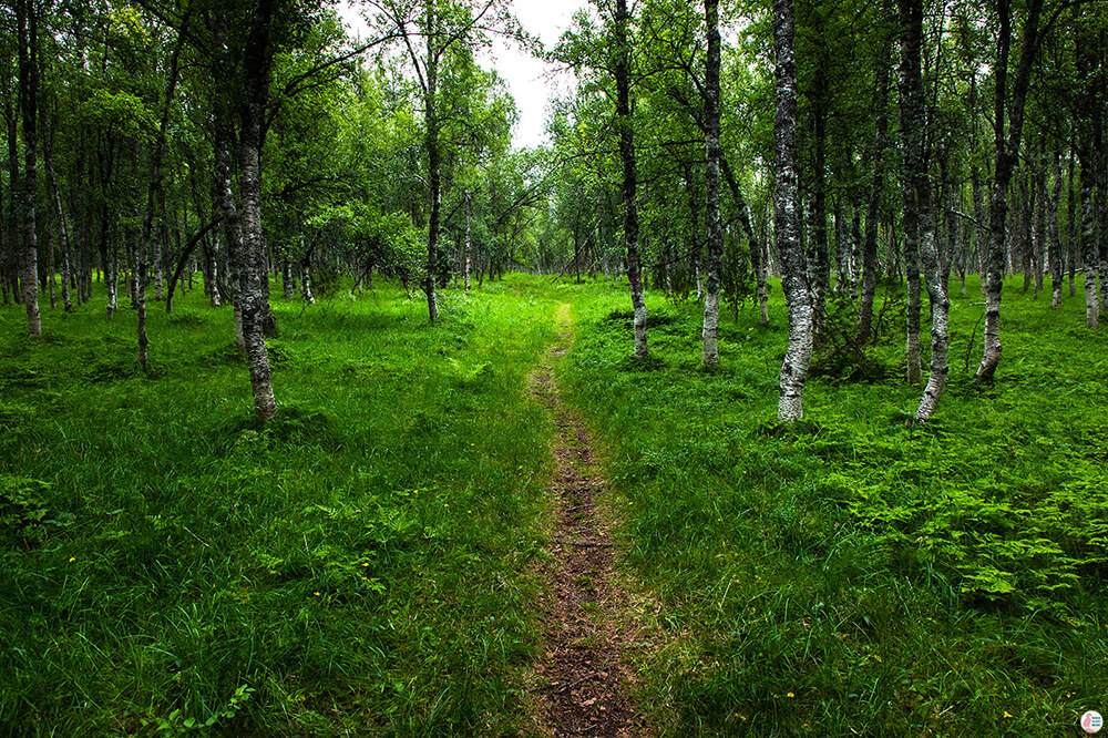 Barheia hiking trail through the forest, Lyngen Alps, Northern Norway