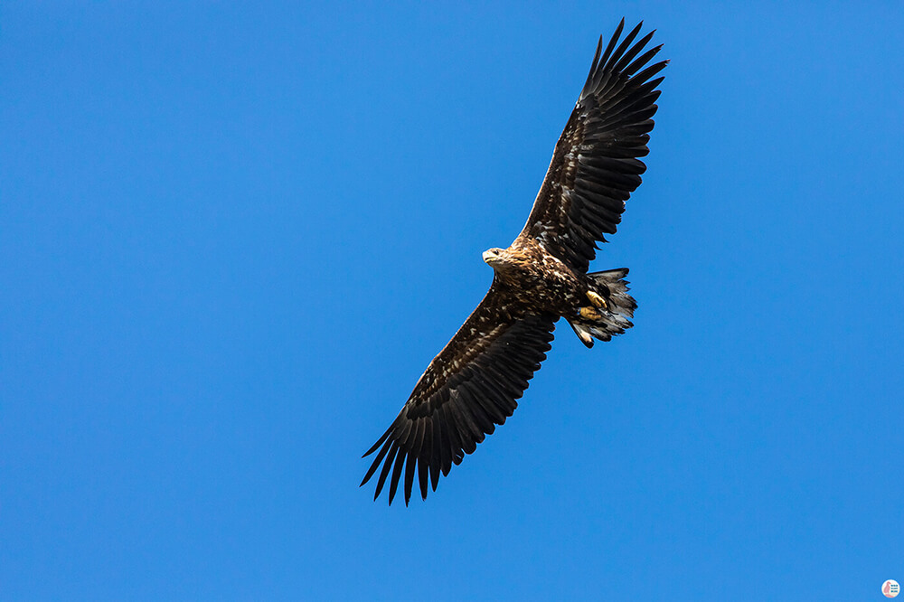 White-tailed eagle along Lyngstuva hiking trail, Lyngen Alps, Northern Norway