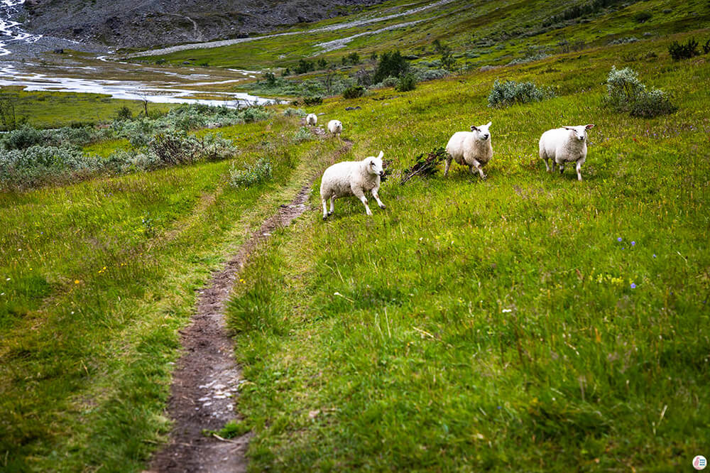 Sheep in Steindalen valley, along the Steindalsbreen Glacier hiking trail, Lyngen Alps, Northern Norway
