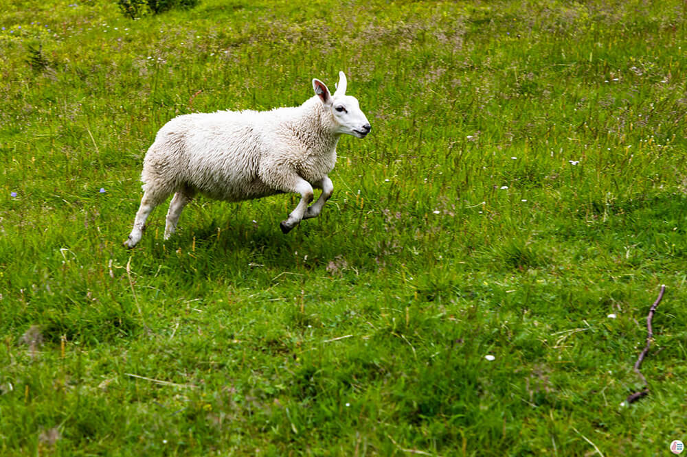 Sheep along the Steindalsbreen Glacier hiking trail, Lyngen Alps, Northern Norway