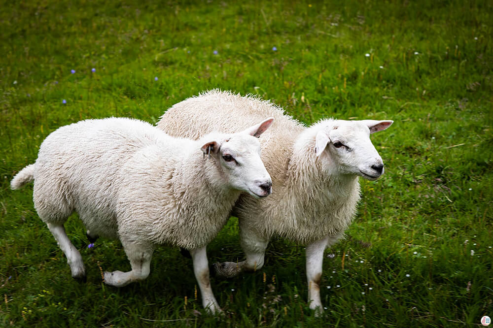 Sheep in Steindalen valley, along the Steindalsbreen Glacier hiking trail, Lyngen Alps, Northern Norway