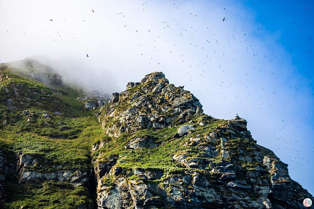 Gjesværstappan Nature Reserve, Nordkapp, Northern Norway