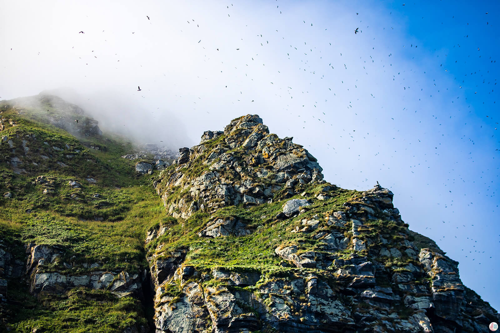 Gjesværstappan Nature Reserve, Nordkapp, Northern Norway