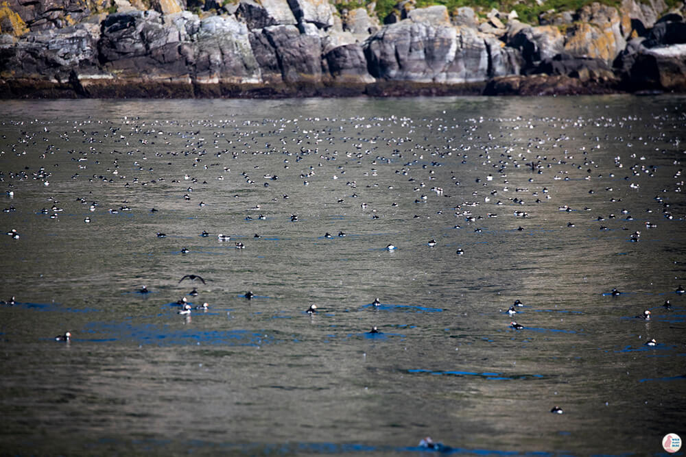 Lots of puffins in the water near Gjesværstappan Nature Reserve, Nordkapp, Northern Norway