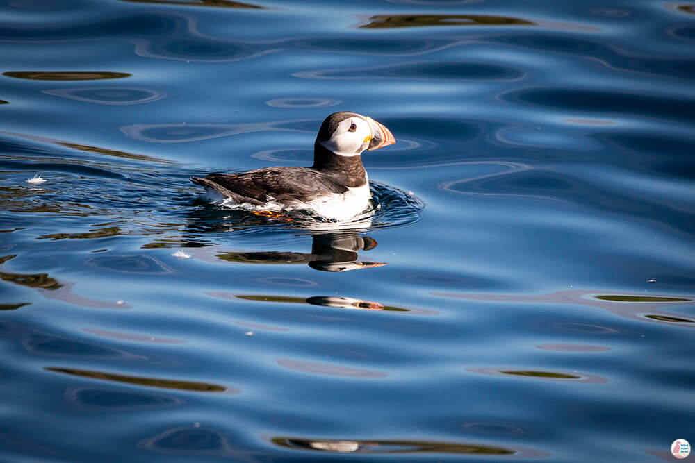 Puffin in the water near Gjesværstappan Nature Reserve, Nordkapp, Northern Norway