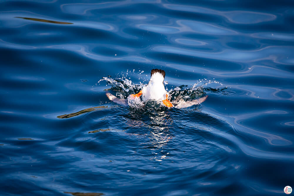 Puffin taking a dive in the water near Gjesværstappan Nature Reserve, Nordkapp, Northern Norway