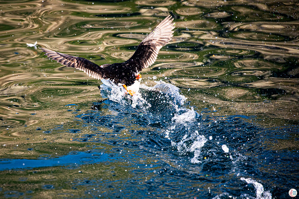 Puffin taking off from the water near Gjesværstappan Nature Reserve, Nordkapp, Northern Norway