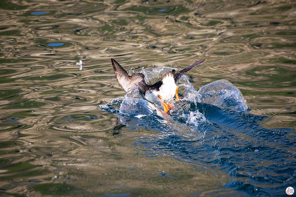 Puffin taking a dive in the water near Gjesværstappan Nature Reserve, Nordkapp, Northern Norway