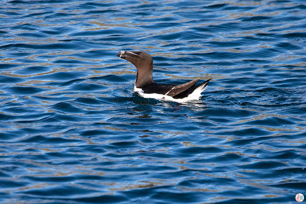 Razorbill in the water at Gjesværstappan Nature Reserve, Nordkapp, Northern Norway