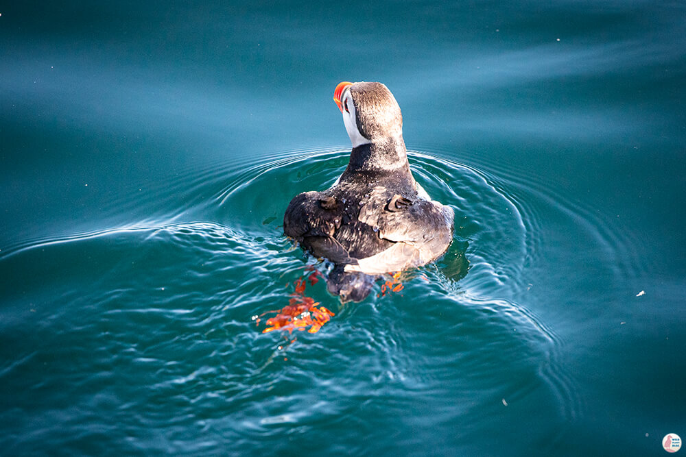 Puffin in the water near Gjesværstappan Nature Reserve, Nordkapp, Northern Norway