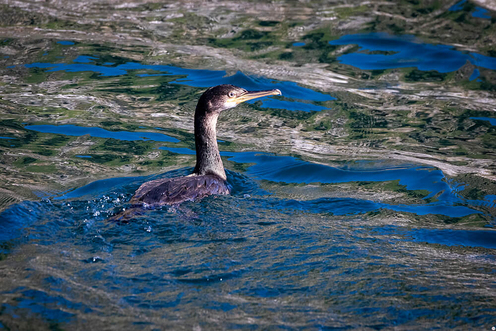 Cormorant in the water at Gjesværstappan Nature Reserve, Nordkapp, Northern Norway