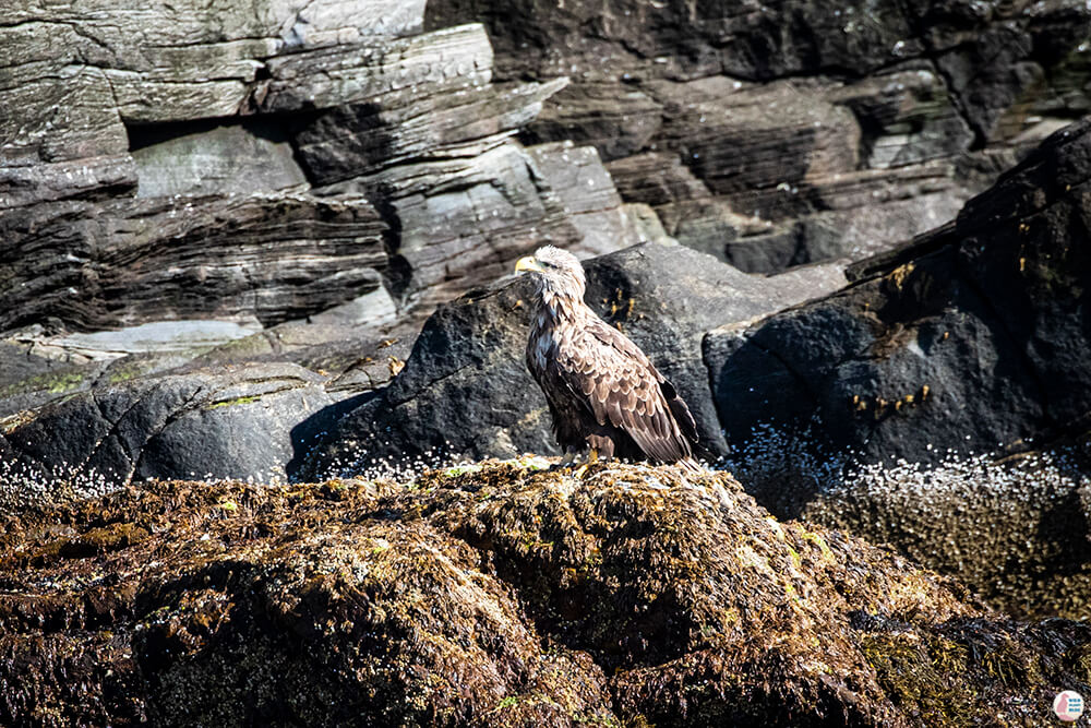 White-tailed eagle sitting on a cliff at Gjesværstappan Nature Reserve, Nordkapp, Northern Norway