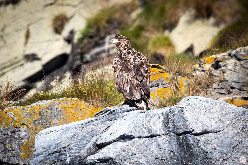 Juvenile white-tailed eagle at Gjesværstappan Nature Reserve, Nordkapp, Northern Norway