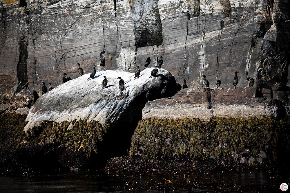 Cormorants at Gjesværstappan Nature Reserve, Nordkapp, Northern Norway