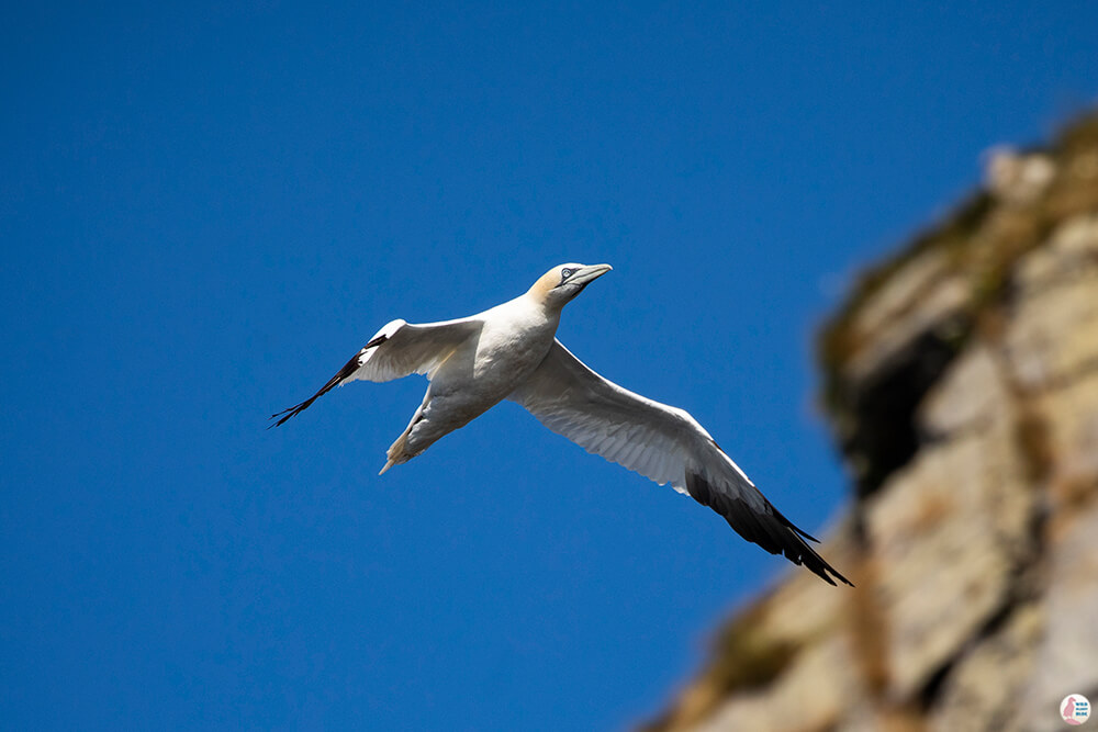 Northern gannet at Gjesværstappan Nature Reserve, Nordkapp, Northern Norway