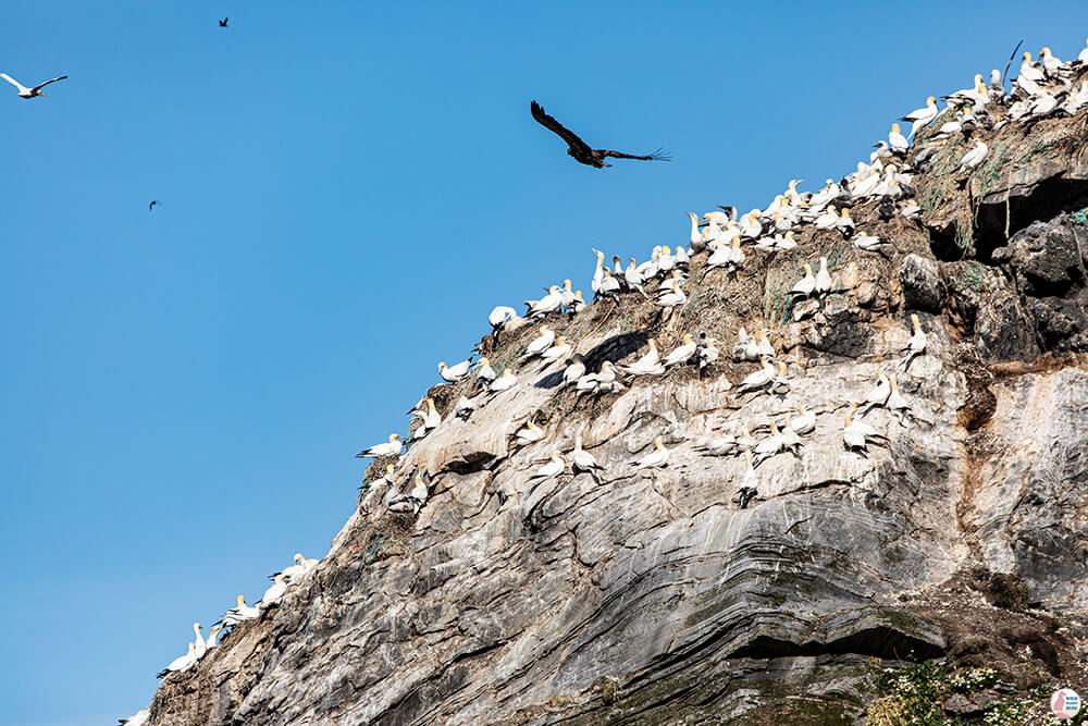 White tailed eagle and gannets at Gjesværstappan Nature Reserve, Nordkapp, Northern Norway