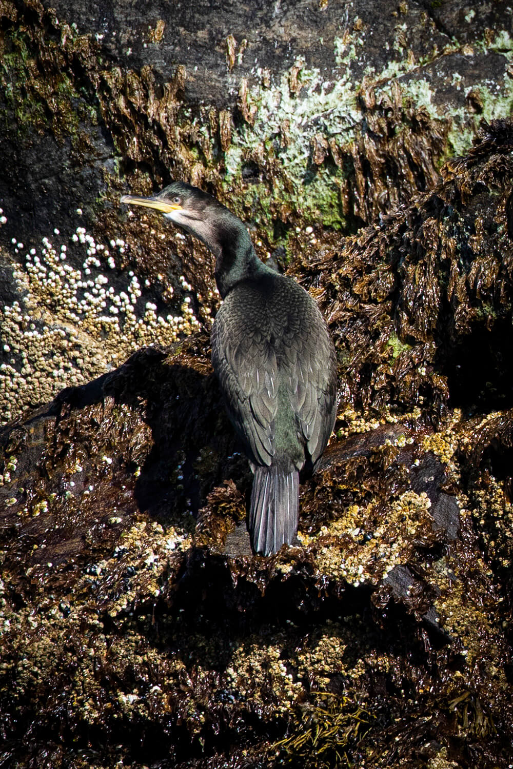 Cormorant at Gjesværstappan Nature Reserve, Nordkapp, Northern Norway