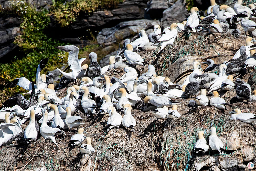 Northern gannets nesting at Gjesværstappan Nature Reserve, Nordkapp, Northern Norway