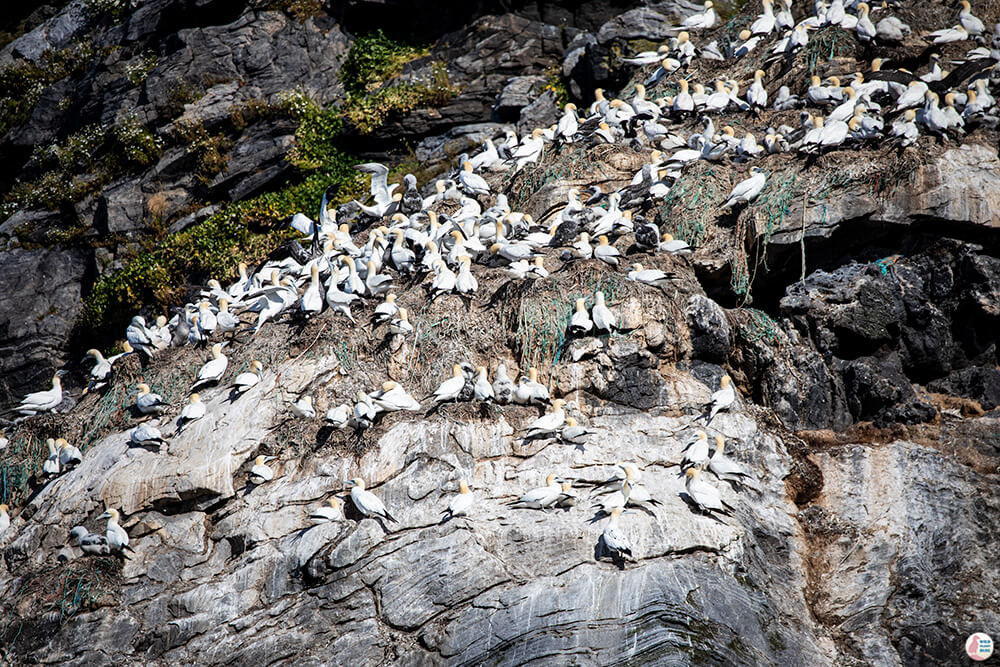 Northern gannets nesting at Gjesværstappan Nature Reserve, Nordkapp, Northern Norway