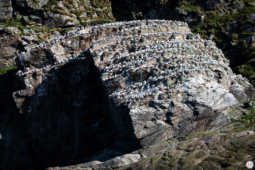 Northern gannets nesting at Gjesværstappan Nature Reserve, Nordkapp, Northern Norway