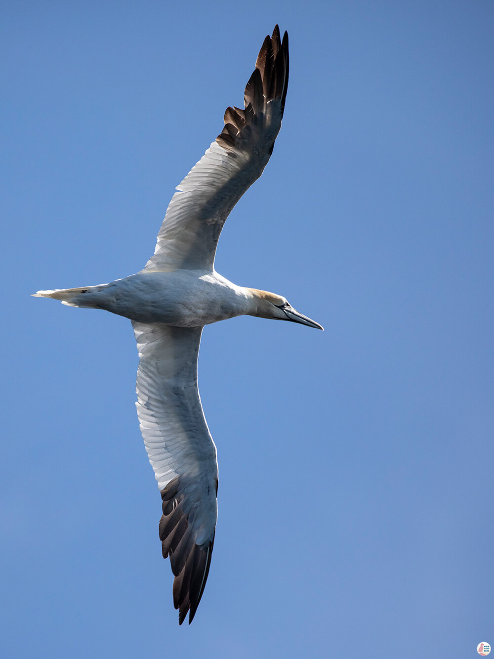 Northern gannet in flight at Gjesværstappan Nature Reserve, Nordkapp, Northern Norway