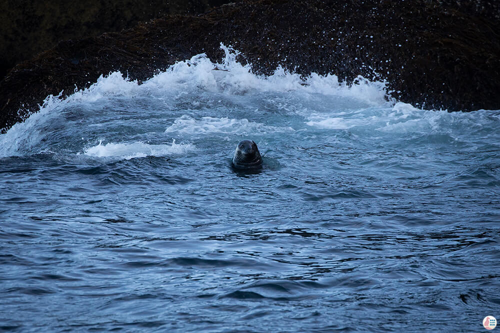 Grey seal at Gjesværstappan Nature Reserve, Nordkapp, Northern Norway