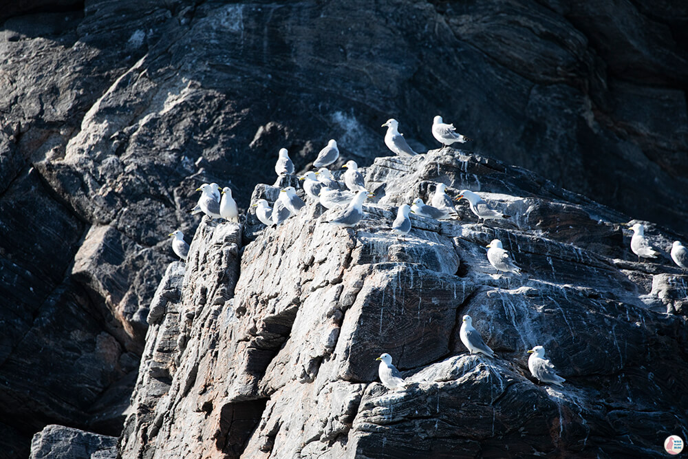 Kittiwakes at Gjesværstappan Nature Reserve, Nordkapp, Northern Norway