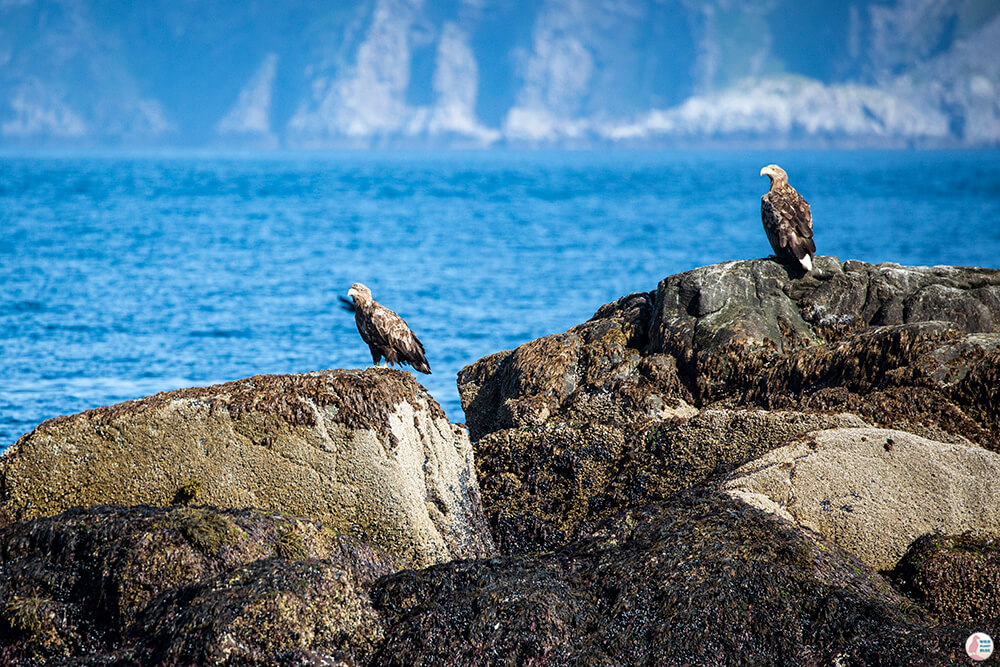 White-tailed eagles at Gjesværstappan Nature Reserve, Nordkapp, Northern Norway