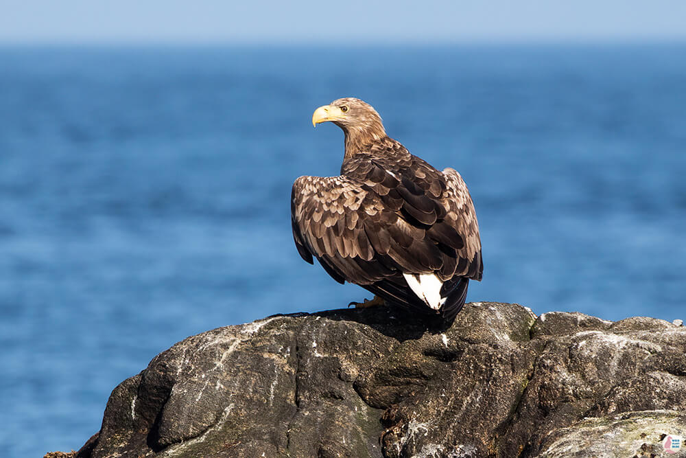 White-tailed eagle at Gjesværstappan Nature Reserve, Nordkapp, Northern Norway