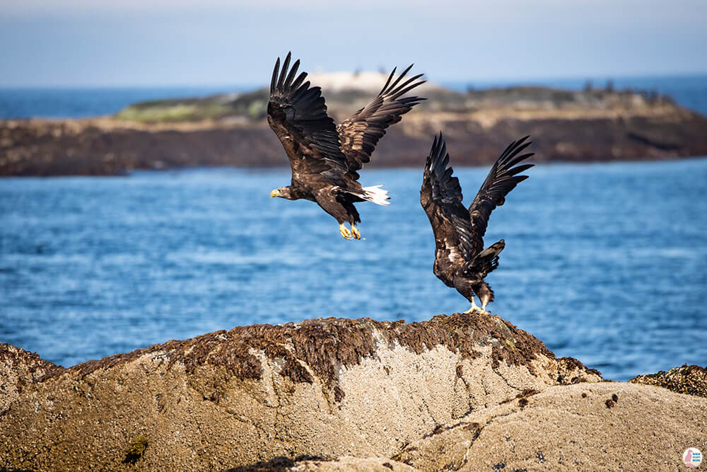 White-tailed eagles at Gjesværstappan Nature Reserve, Nordkapp, Northern Norway