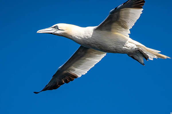 Northern gannet in flight at Gjesværstappan Nature Reserve, Nordkapp, Northern Norway