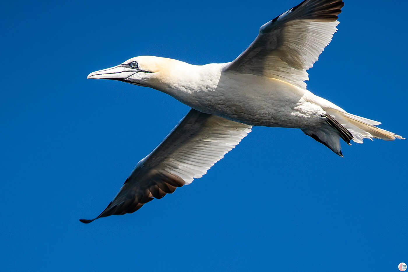 Northern gannet in flight at Gjesværstappan Nature Reserve, Nordkapp, Northern Norway