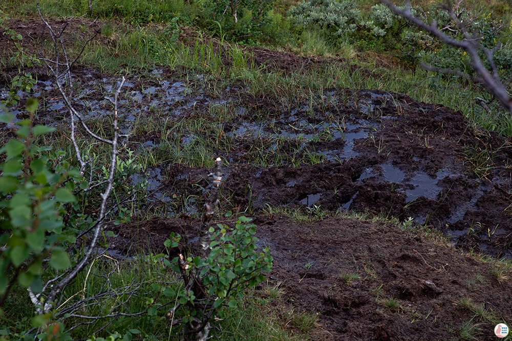 Muddy part on Barden hiking trail, Senja, Northern Norway