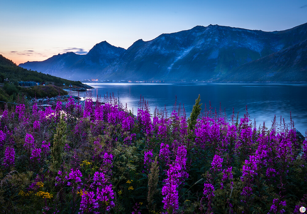 Fjordgård landscape, Senja, Northern Norway