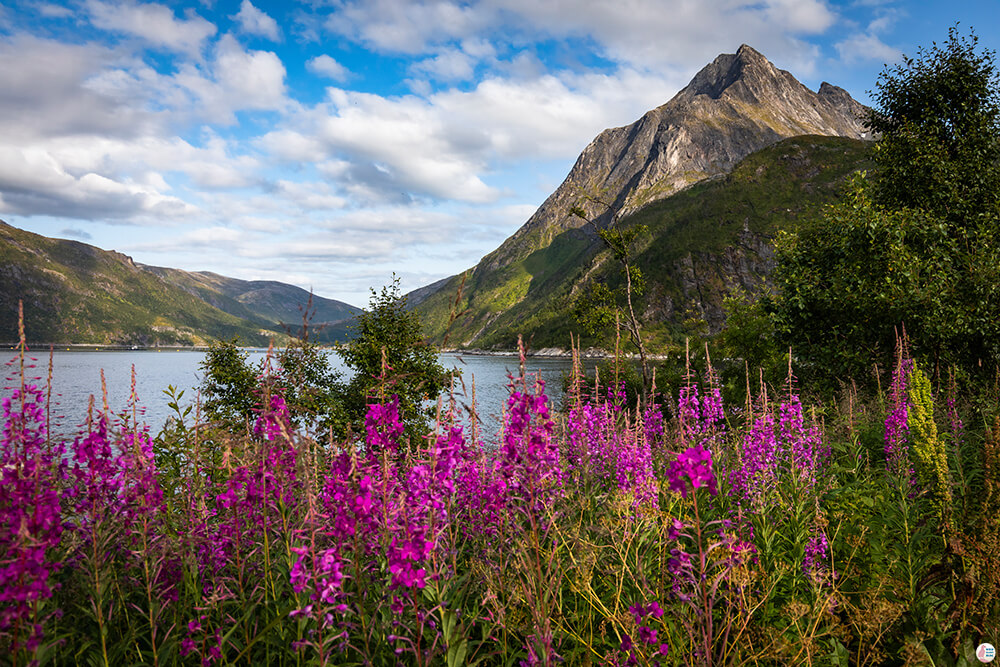 View from the road towards Senjahopen, Senja, Northern Norway