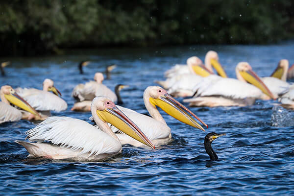 More than 50% of the great white pelicans in Europe can be found in Danube Delta