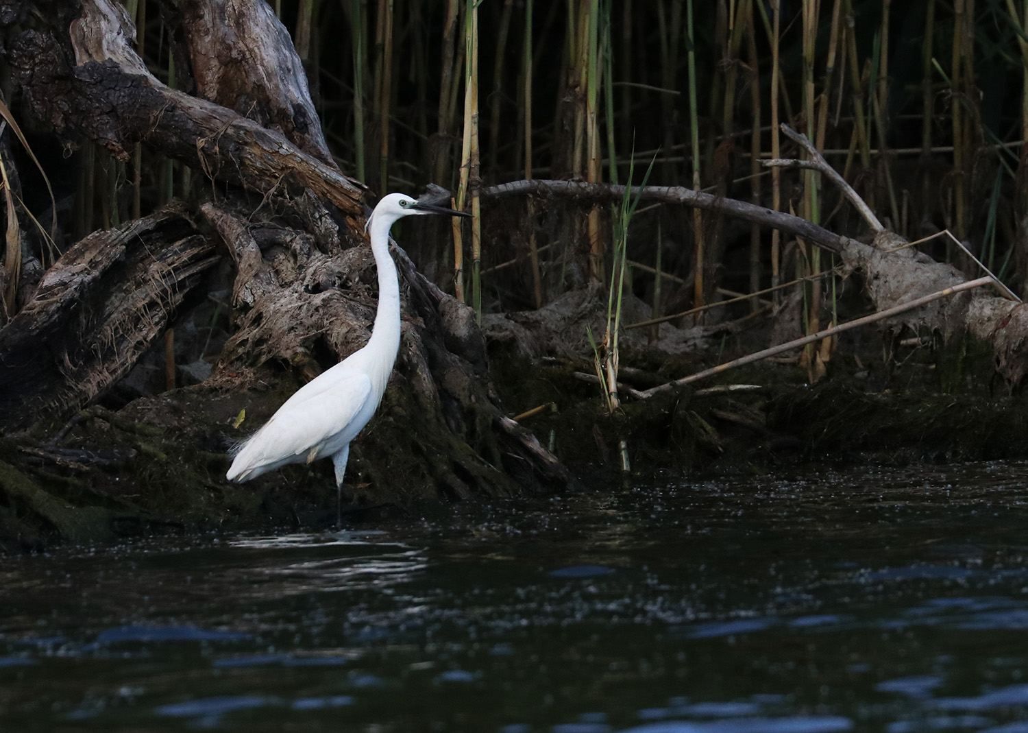 The little egret (Egretta garzetta), Danube Delta, Romania