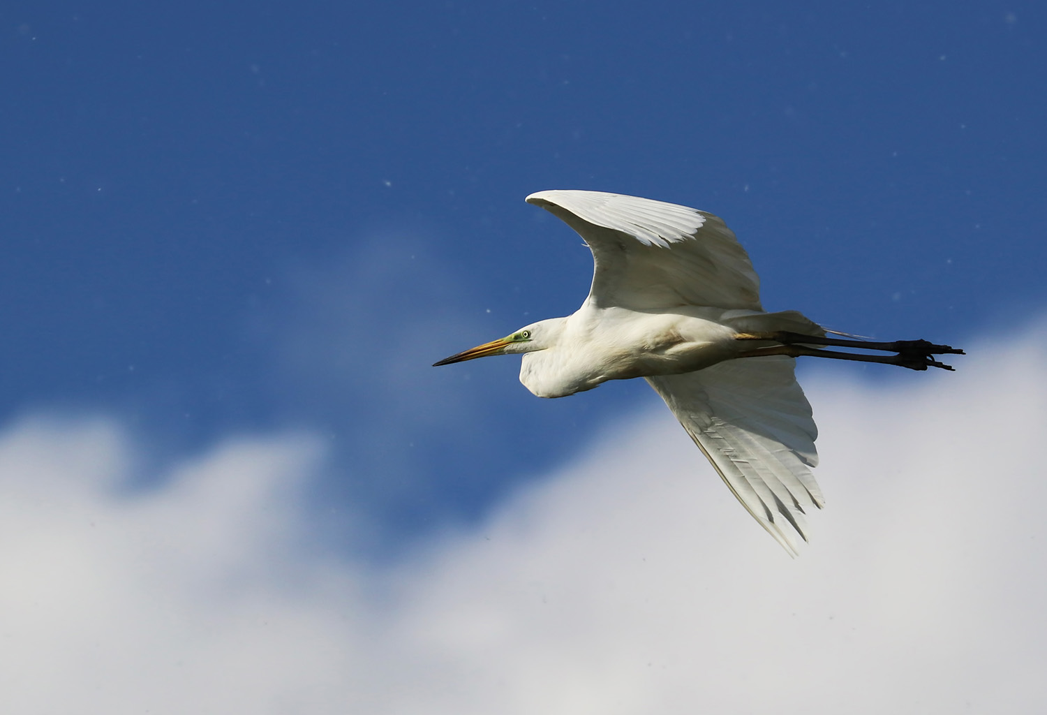 The great egret (Ardea alba), Danube Delta, Romania