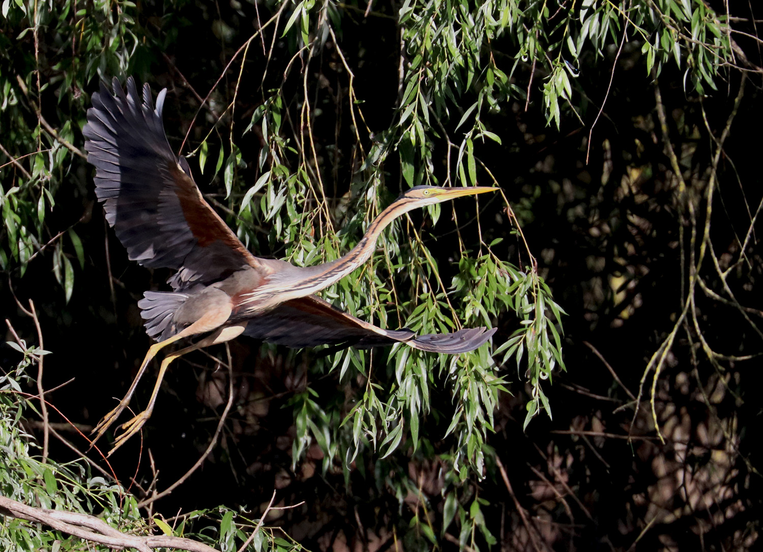 The purple heron (Ardea purpurea), Danube Delta, Romania