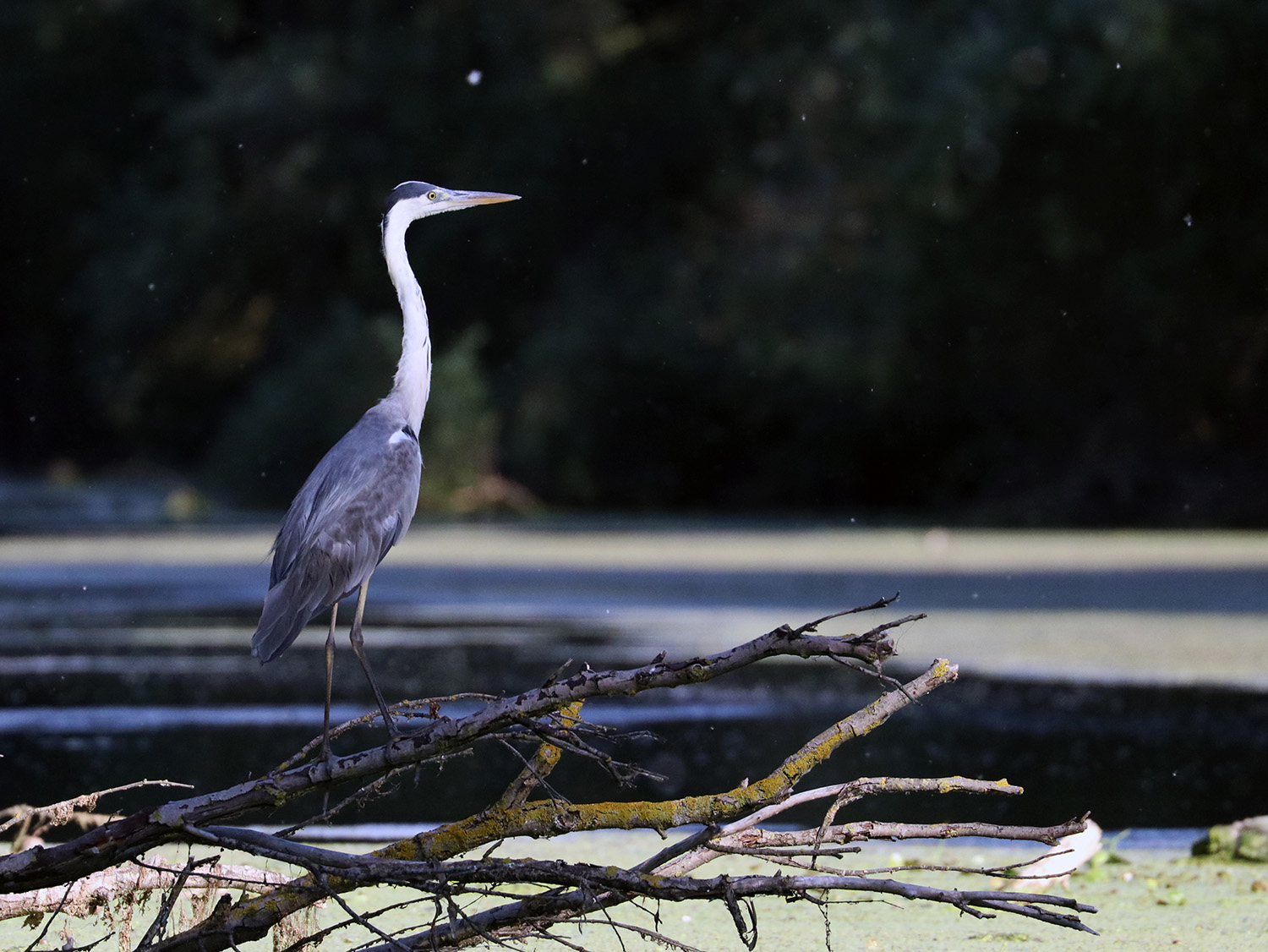 The grey heron (Ardea cinerea), Danube Delta, Romania