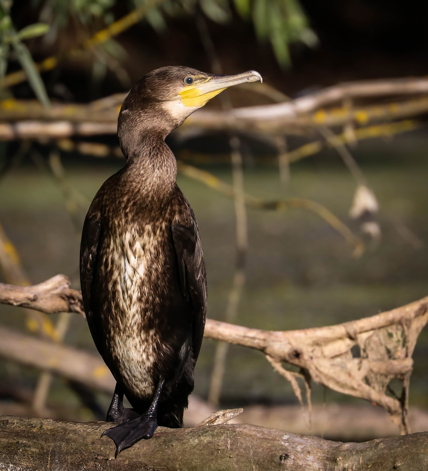 Juvenile great cormorant, Danube Delta, Romania