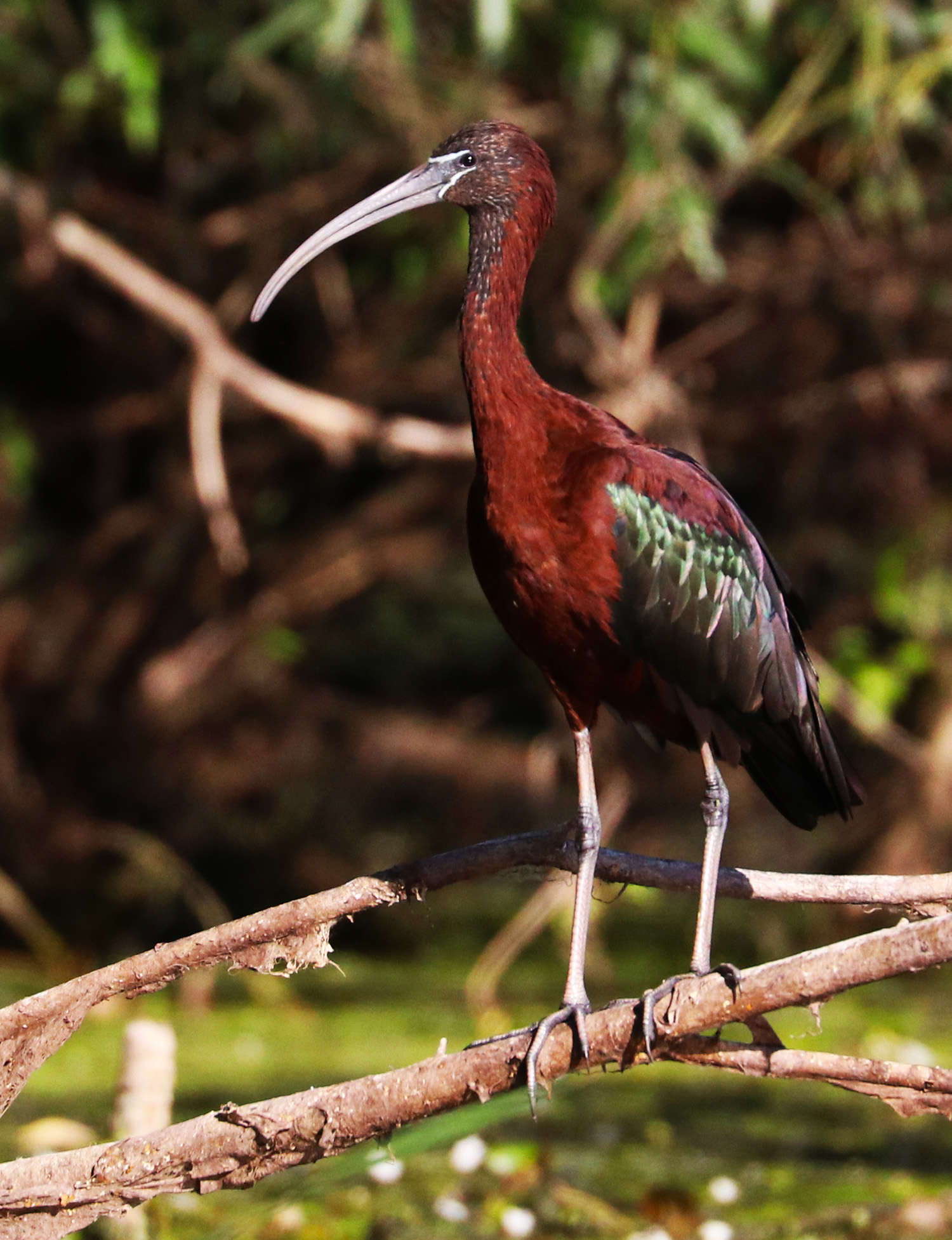 The glossy ibis (Plegadis falcinellus), Danube Delta, Romania
