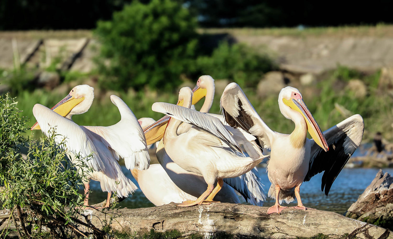 The Great White Pelican (Pelecanus onocrotalus), Danube Delta, Romania