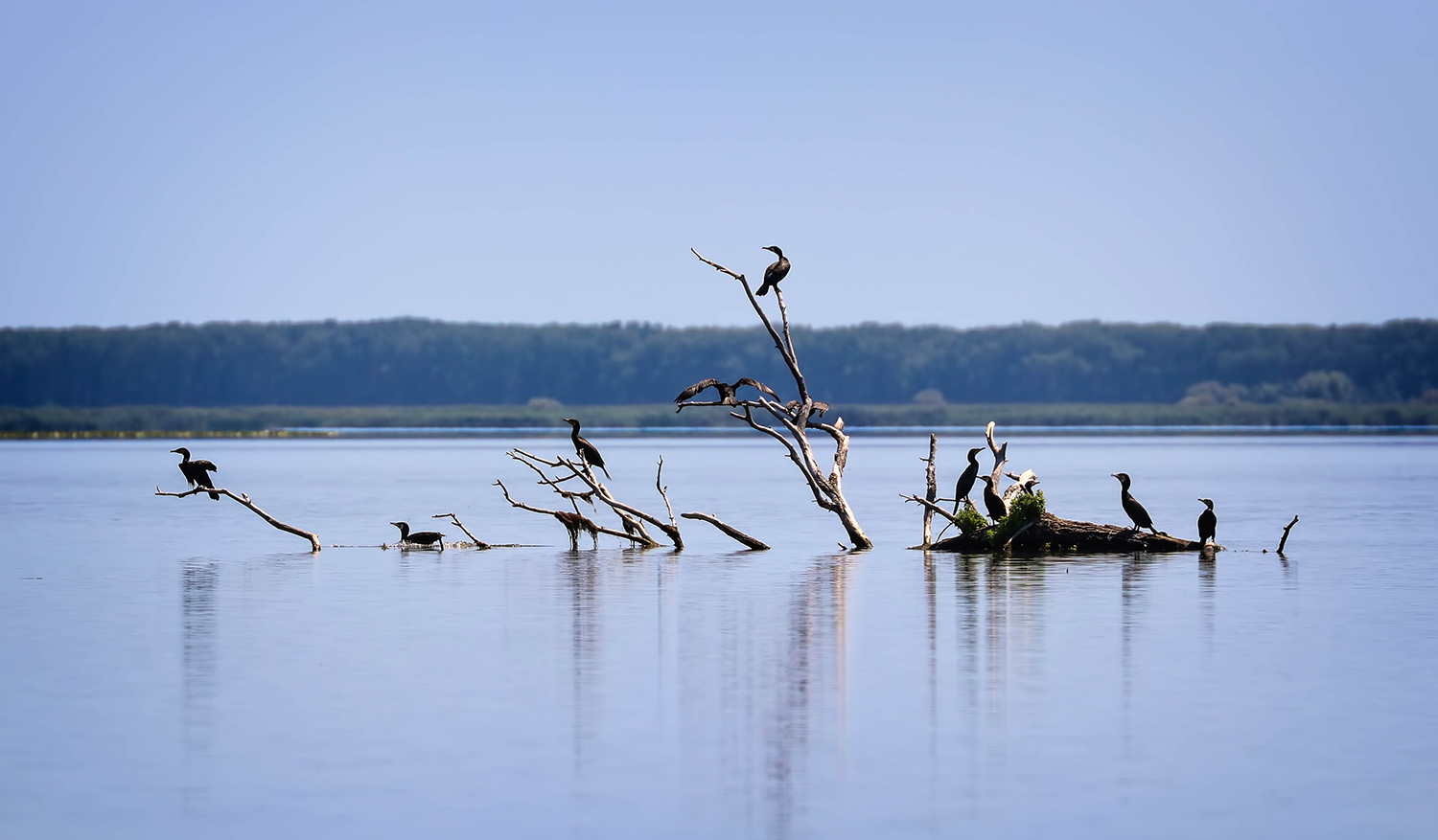 The great cormorant (Phalacrocorax carbo), Danube Delta, Romania