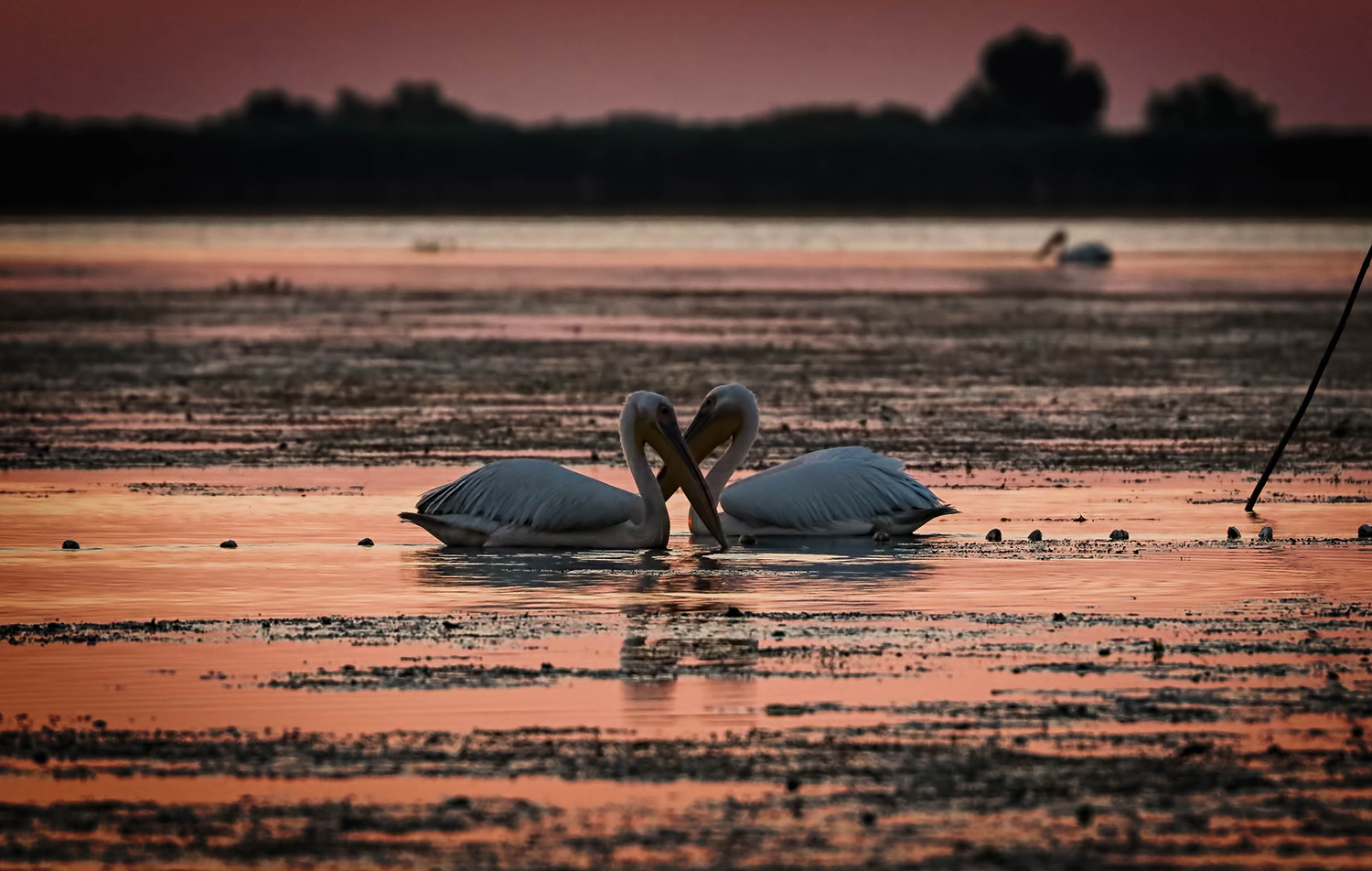 Two pelicans displaying courtship dances at sunrise